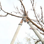 tree pruning
