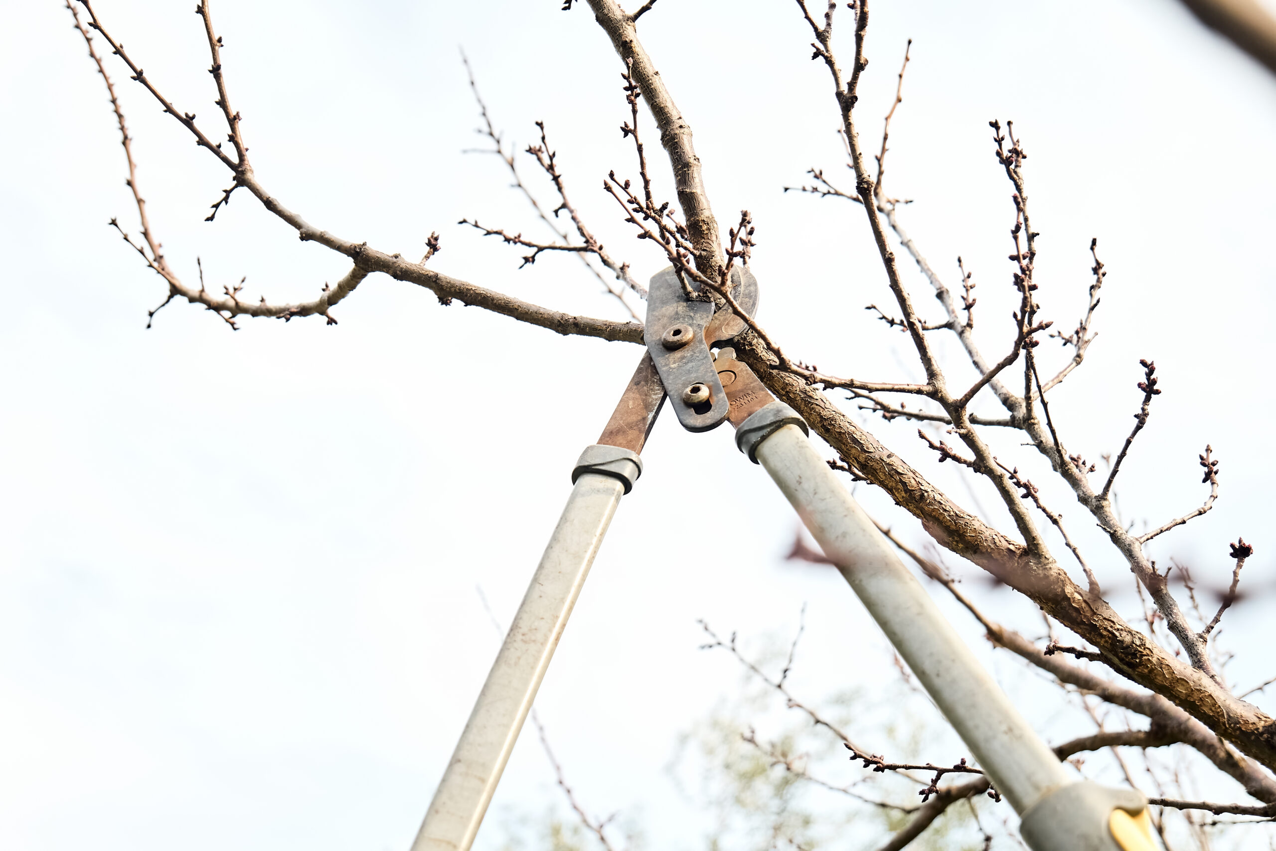tree pruning